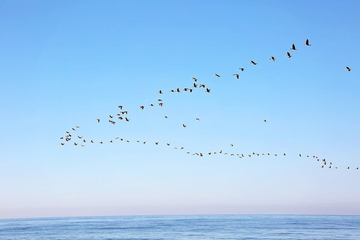 Millions of Birds Are Migrating — Here’s How To Help Keep Them Safe